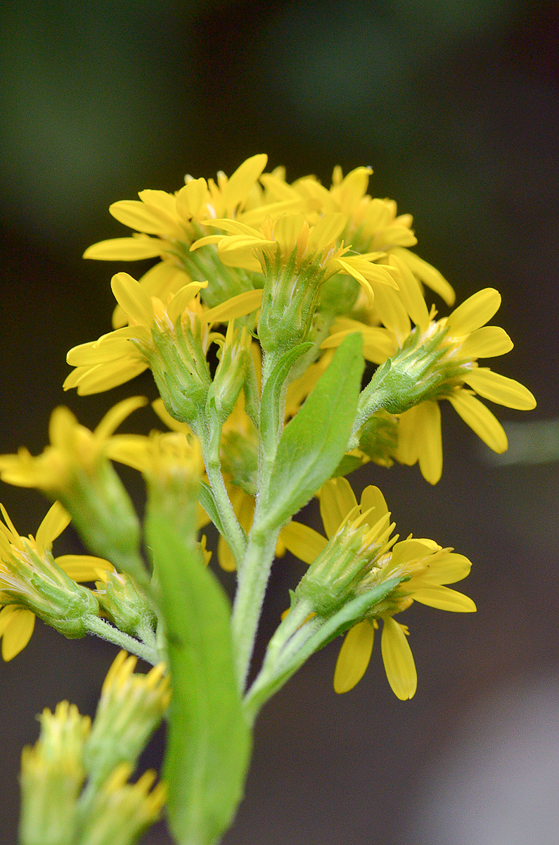 Image of Solidago virgaurea ssp. caucasica specimen.