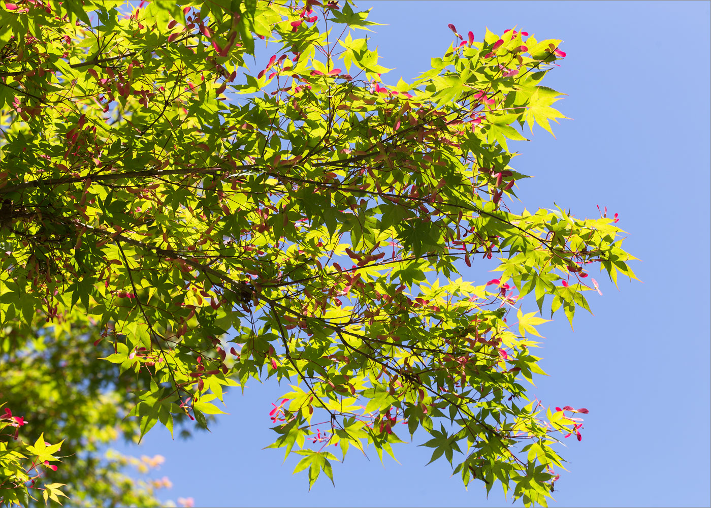 Image of Acer palmatum specimen.