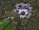 genus Pericallis. Соцветия-корзинки. Пермский край, г. Пермь, Кировский р-н, клумба у жилого дома. 15.05.2022.