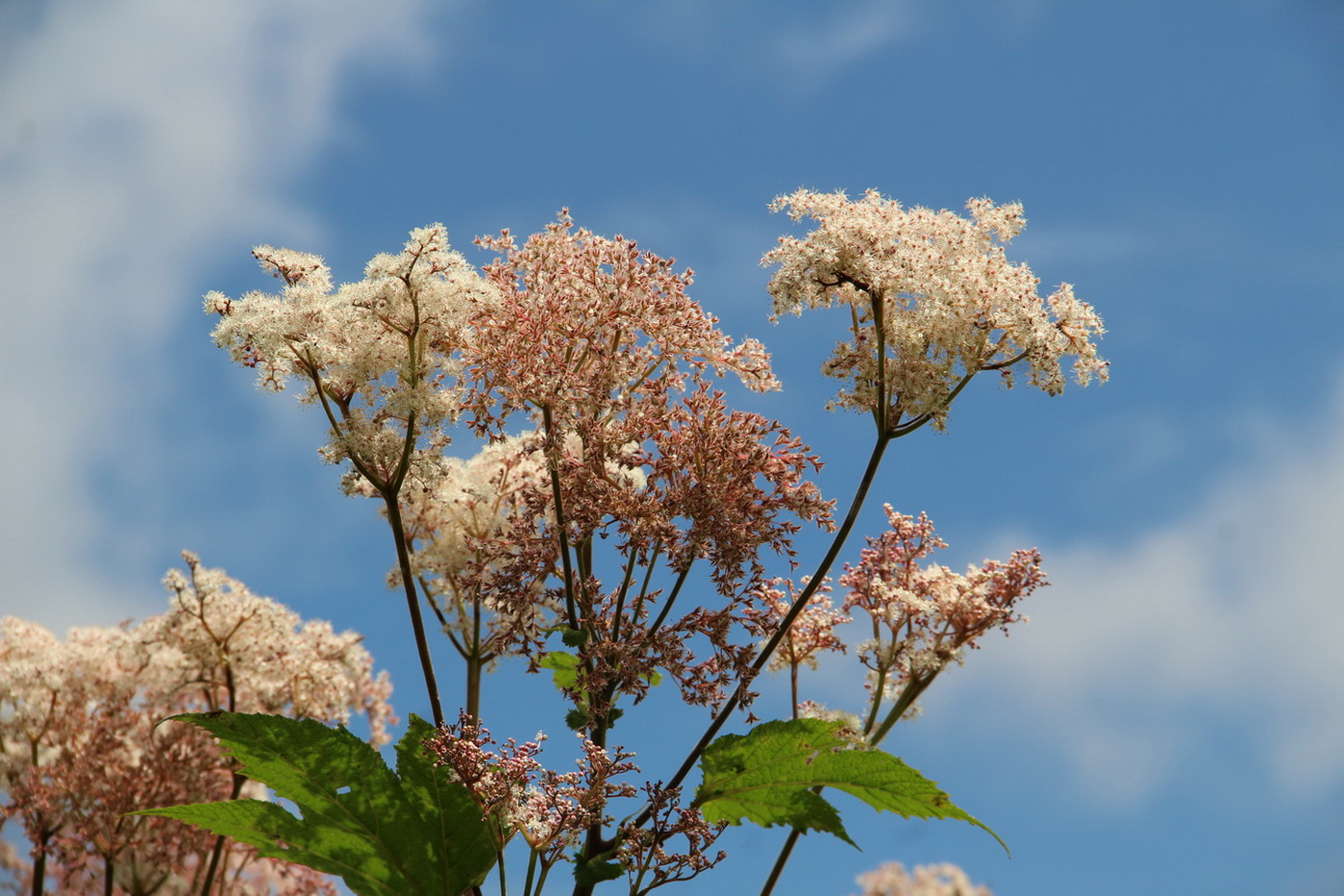 Image of Filipendula camtschatica specimen.