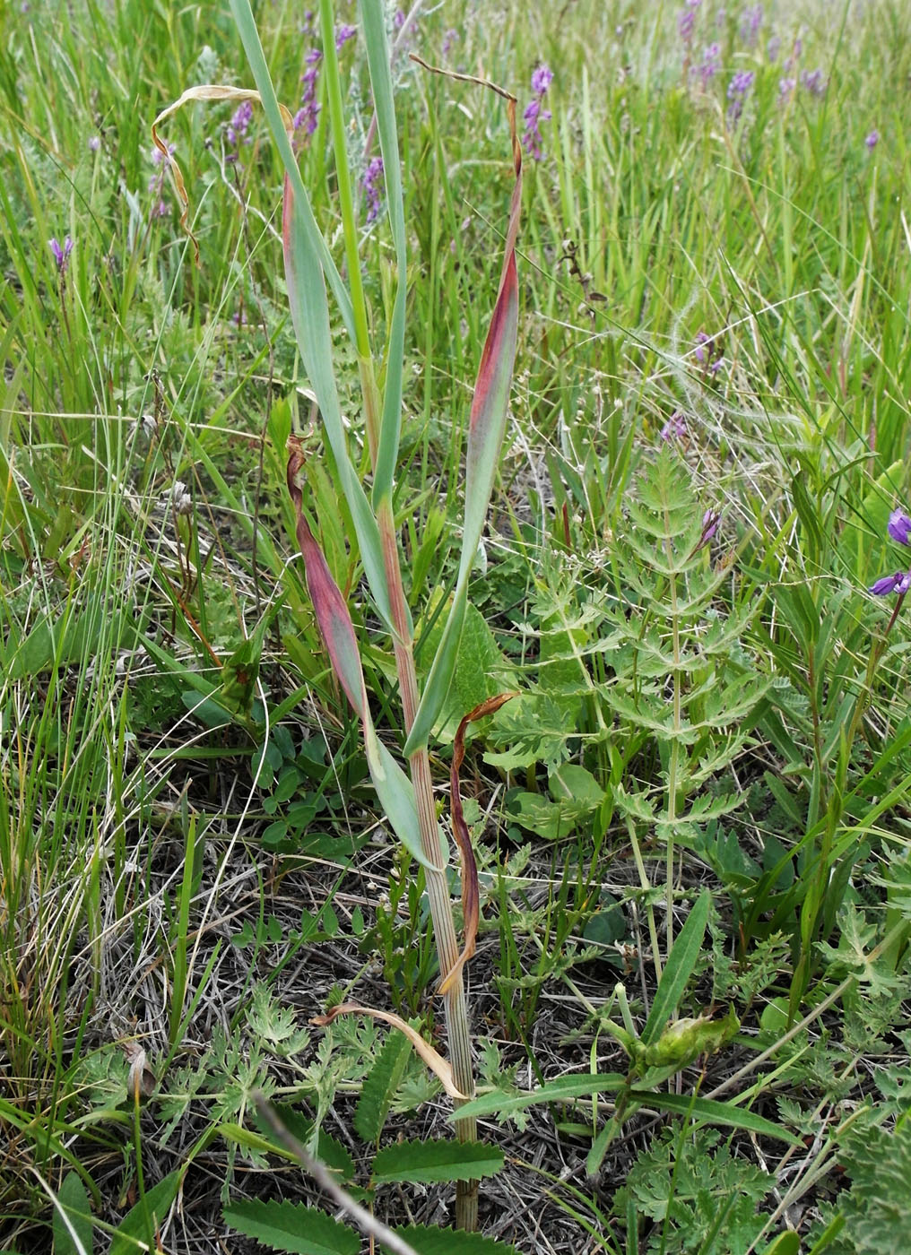 Image of Allium obliquum specimen.