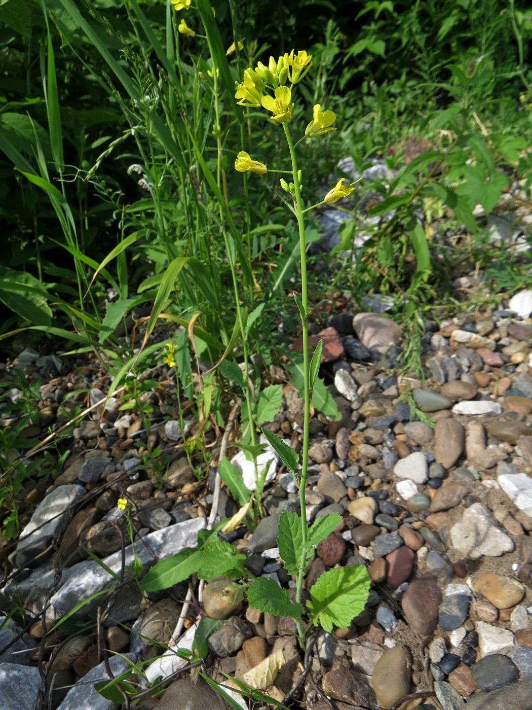 Image of Brassica juncea specimen.