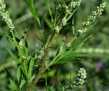 Artemisia vulgaris. Часть ветви с развивающимися соцветиями. Тульская обл., Плавский р-н, окр. пос. Молочные Дворы, заброшенная дойка. 24.07.2022.