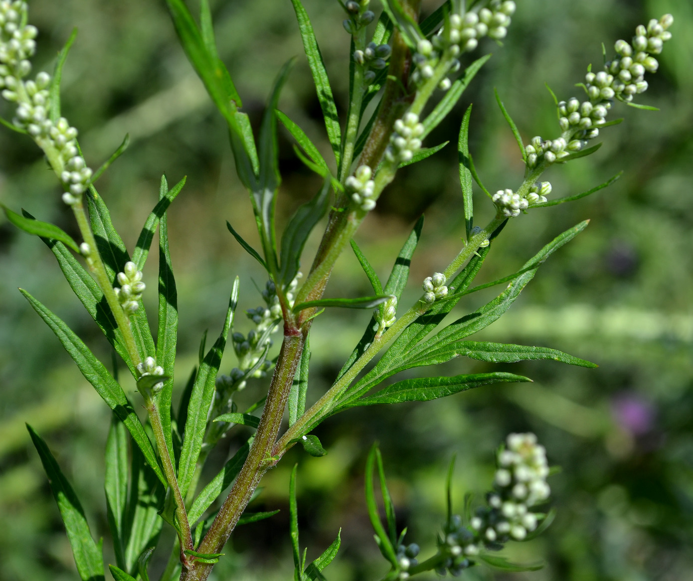 Image of Artemisia vulgaris specimen.