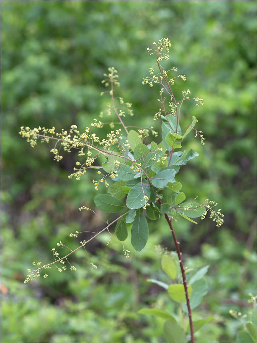 Image of Cotinus coggygria specimen.