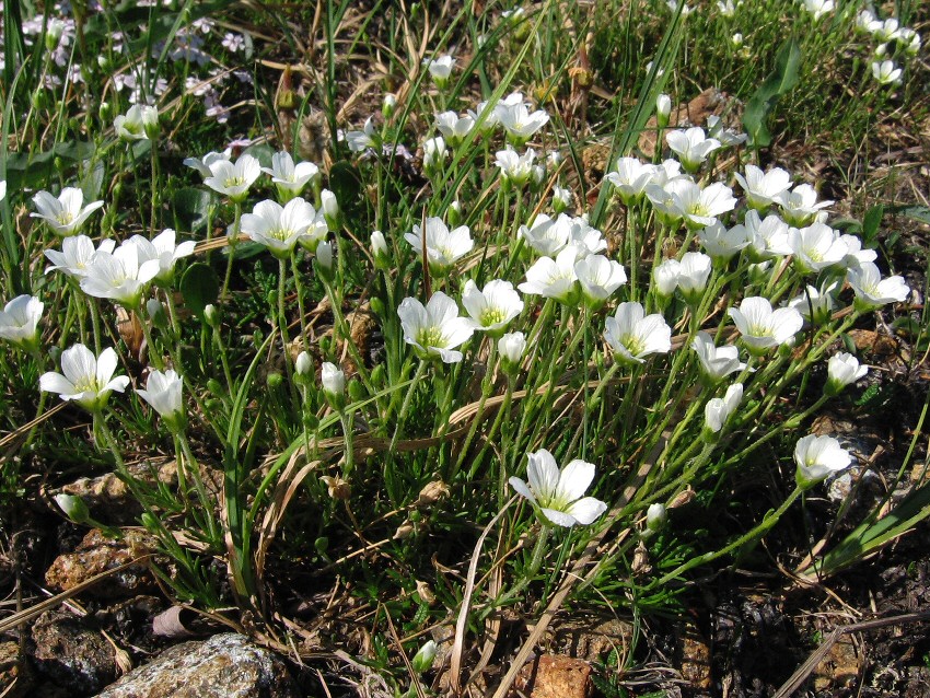 Image of Minuartia arctica specimen.