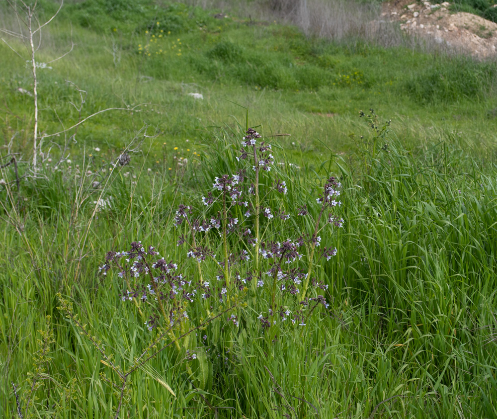 Изображение особи Cynoglossum creticum.