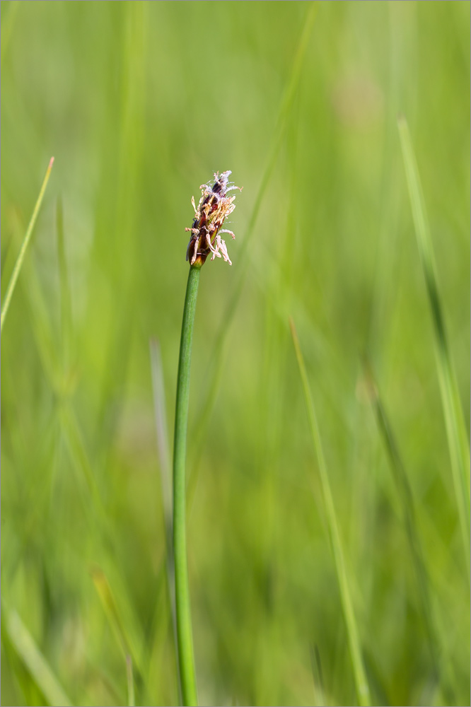 Image of genus Eleocharis specimen.