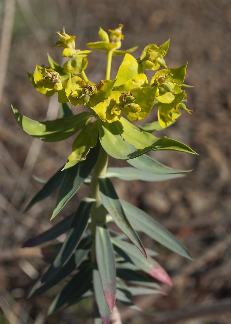 Image of Euphorbia rigida specimen.