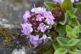 genus Thymus. Соцветие. Ингушетия, Джейрахский р-н, перевал Цей-Лоам, ≈ 2200 м н.у.м., на выходе скалы. 23 июня 2022 г.