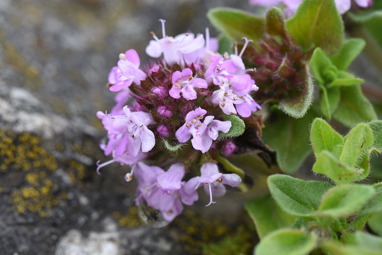 Изображение особи род Thymus.