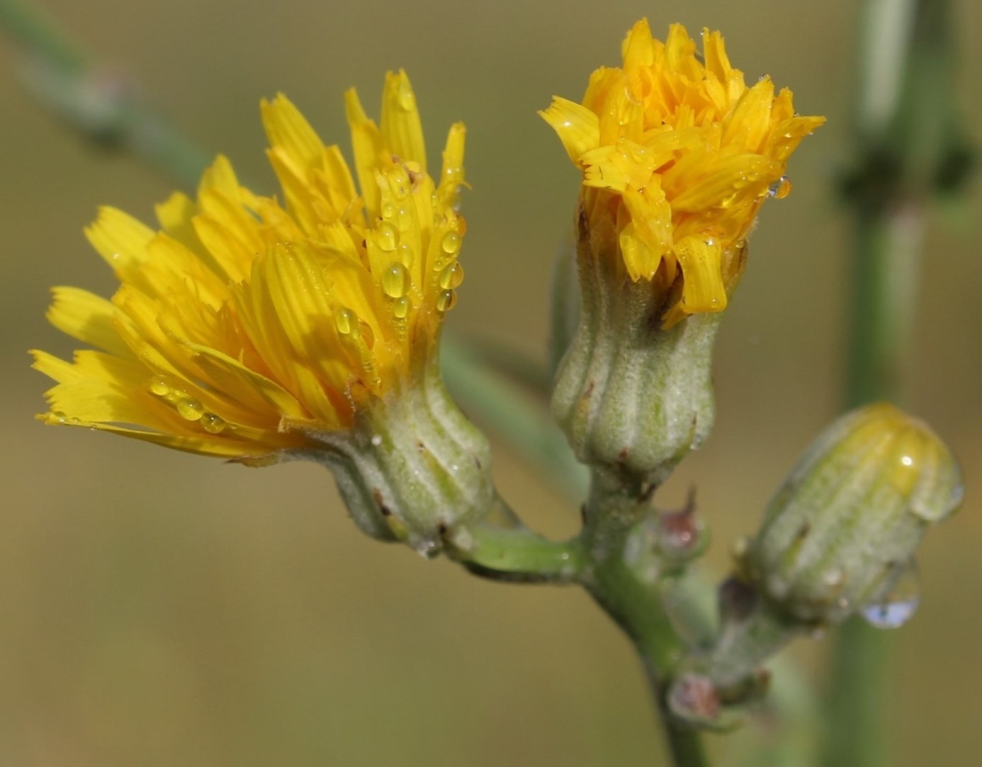 Image of Crepis pannonica specimen.