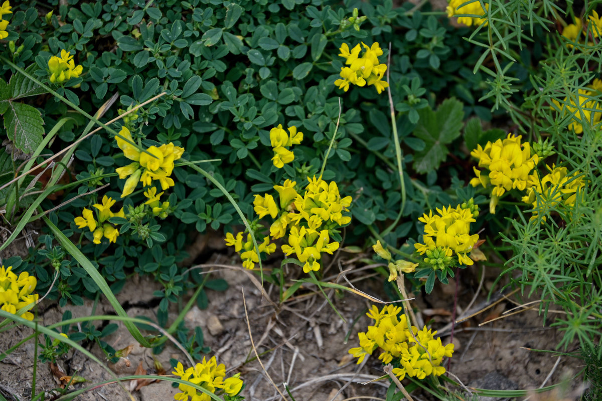 Изображение особи род Medicago.