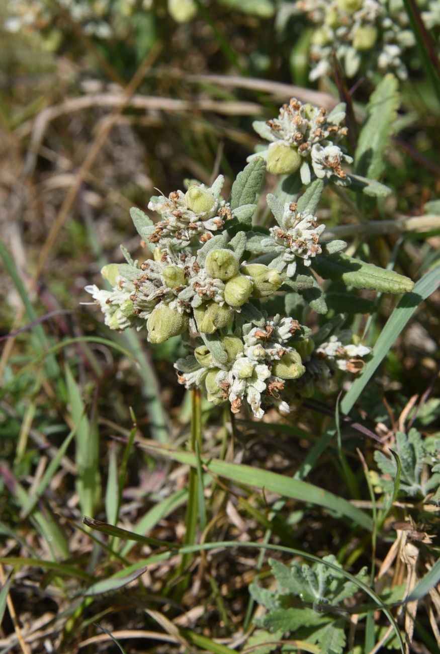 Изображение особи Teucrium capitatum.