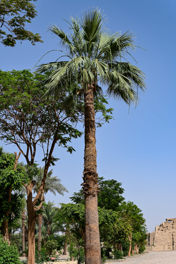 Изображение особи Washingtonia robusta.