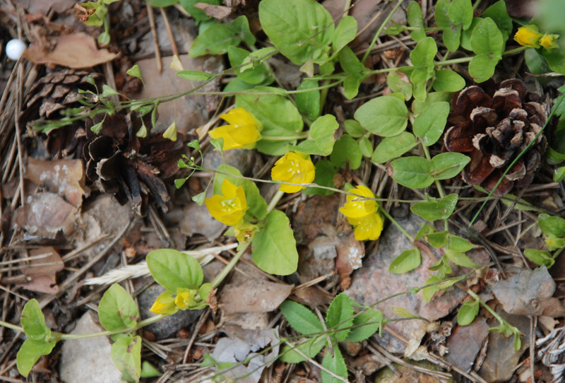 Изображение особи Lysimachia nummularia.