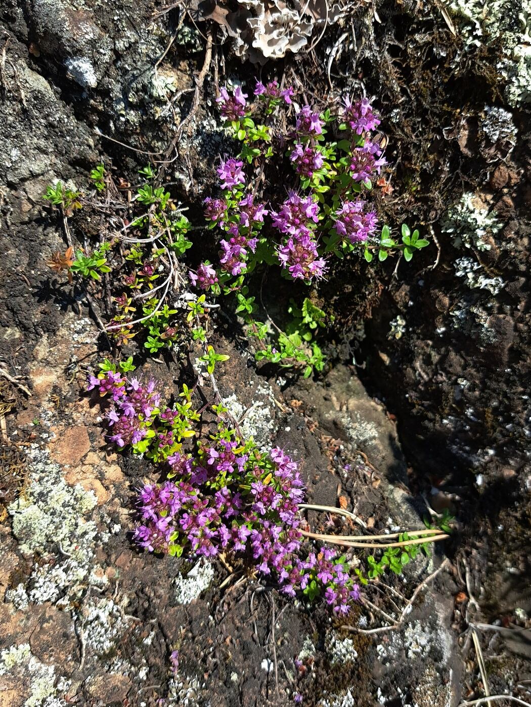 Изображение особи род Thymus.