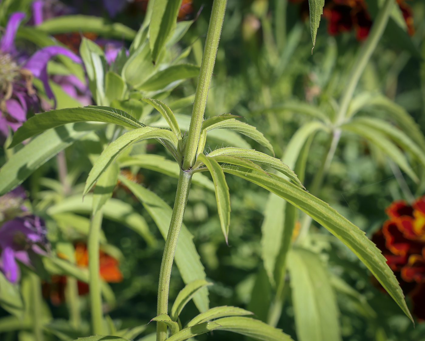 Изображение особи Monarda citriodora.