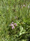 Sedum villosum. Цветущие растения в сообществе с Carex и Caltha palustris. Испания, автономное сообщество Каталония, провинция Жирона, комарка Рипольес, муниципалитет Сеткасес, курорт \"Вальтер 2000\", ≈2200 м н.у.м., нижняя часть склона зап. экспозиции, выположенный участок луга, закочкованное русло на небольшом разливе ручья. 03.07.2022.