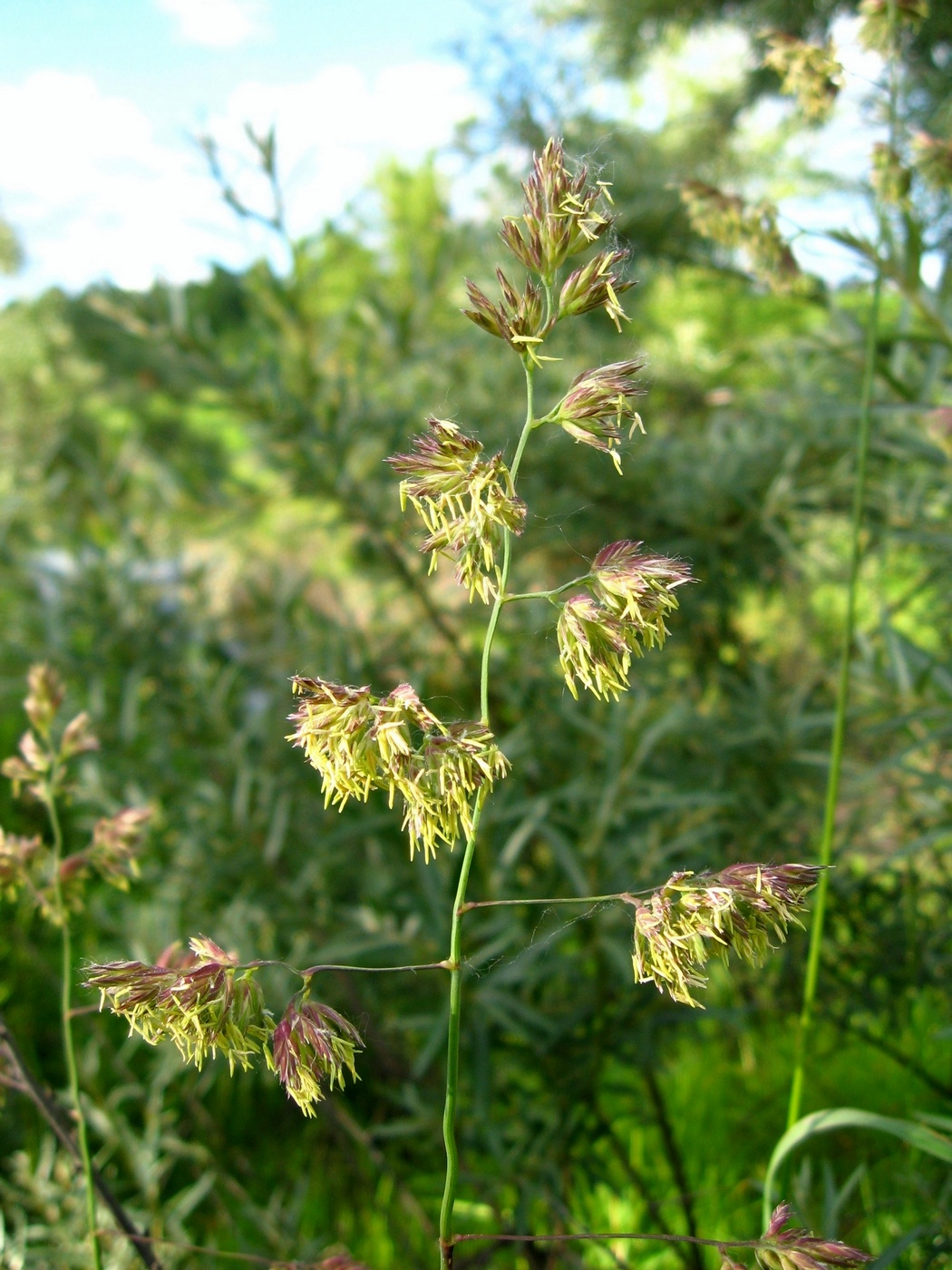 Изображение особи Dactylis glomerata.