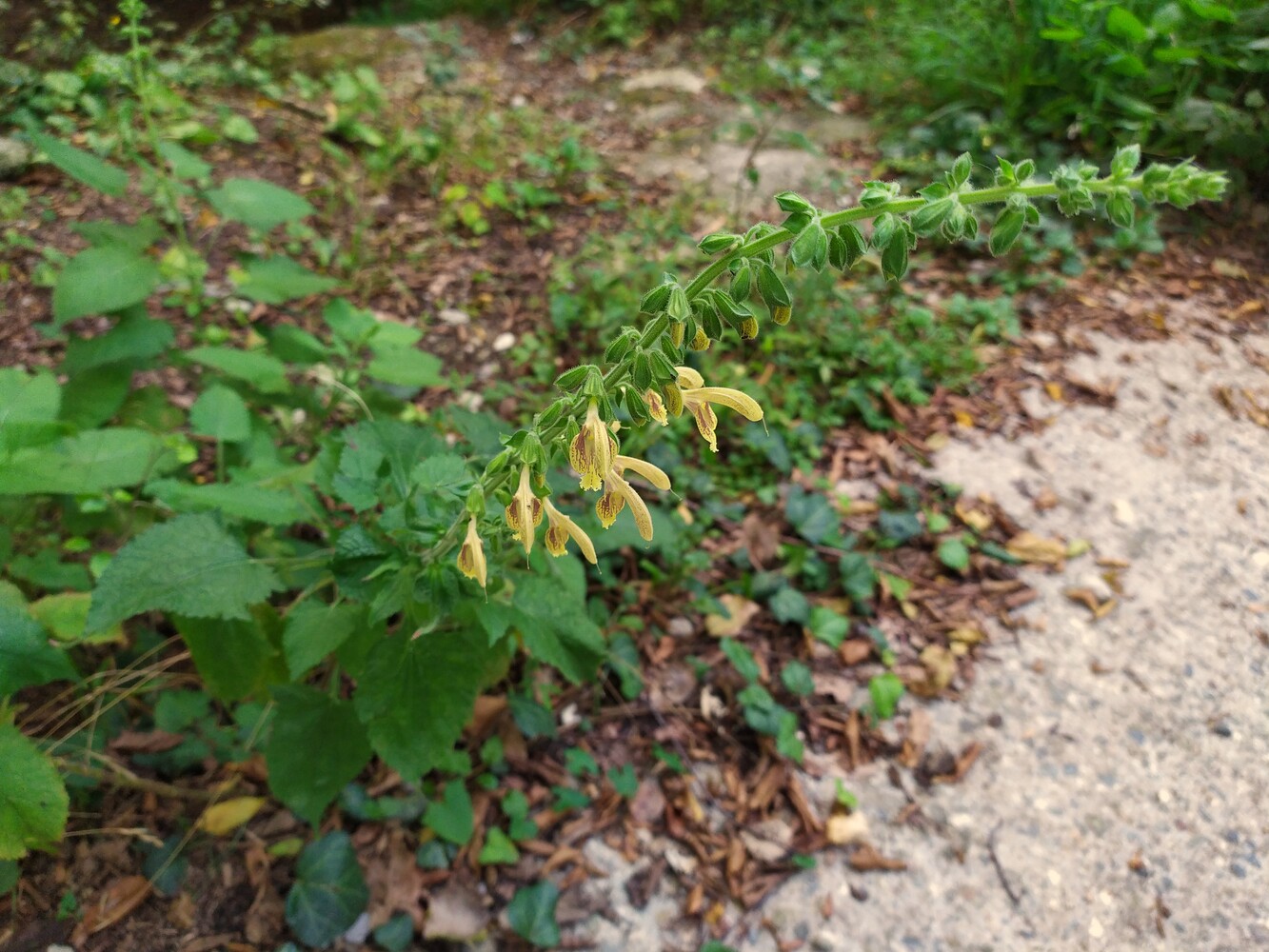 Изображение особи Salvia glutinosa.