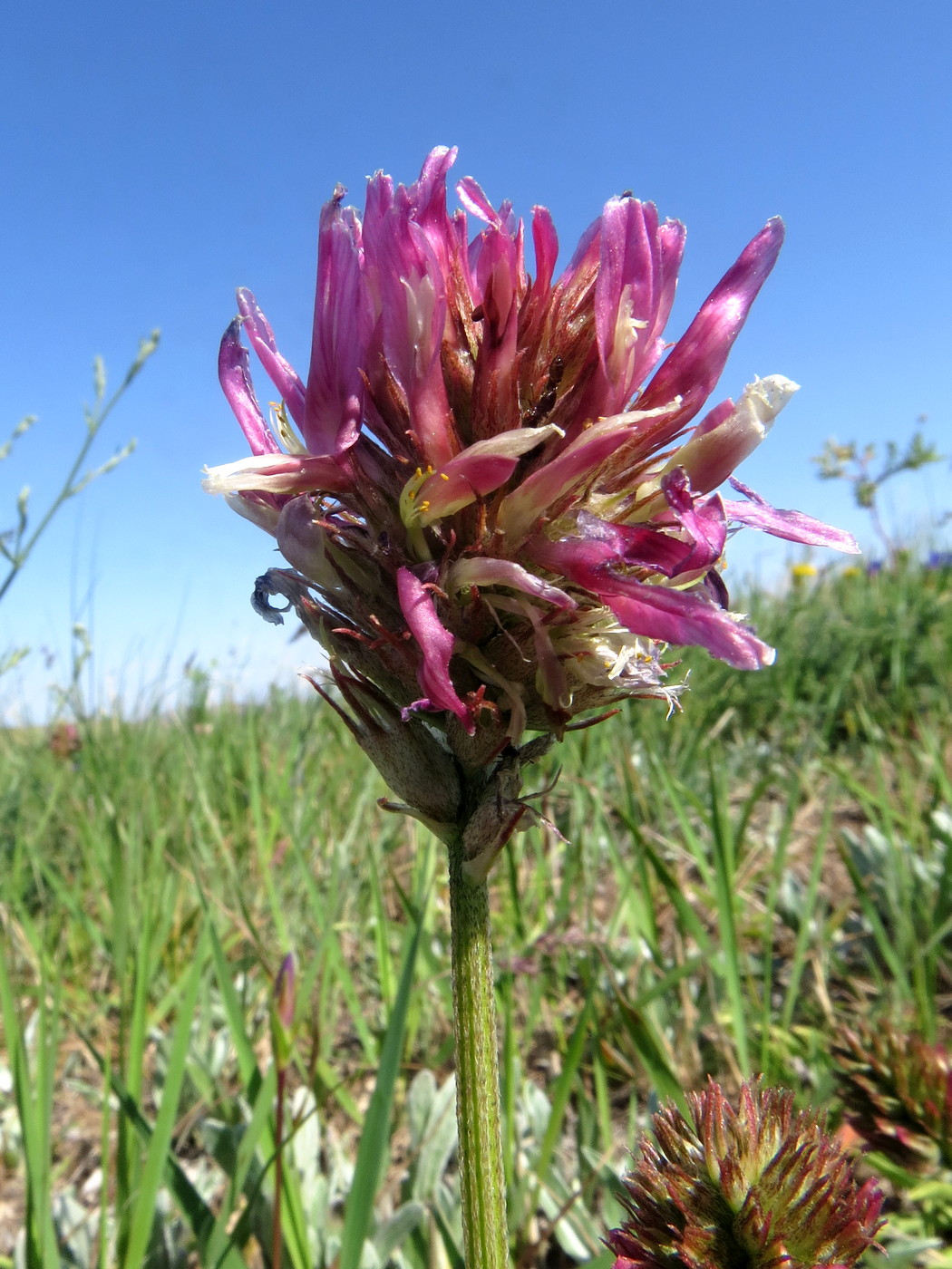 Изображение особи Astragalus platyphyllus.