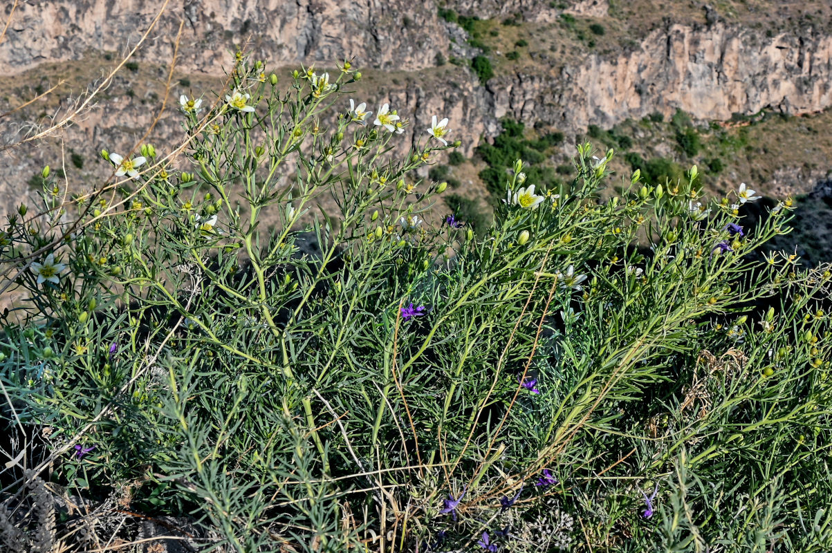 Image of Peganum harmala specimen.