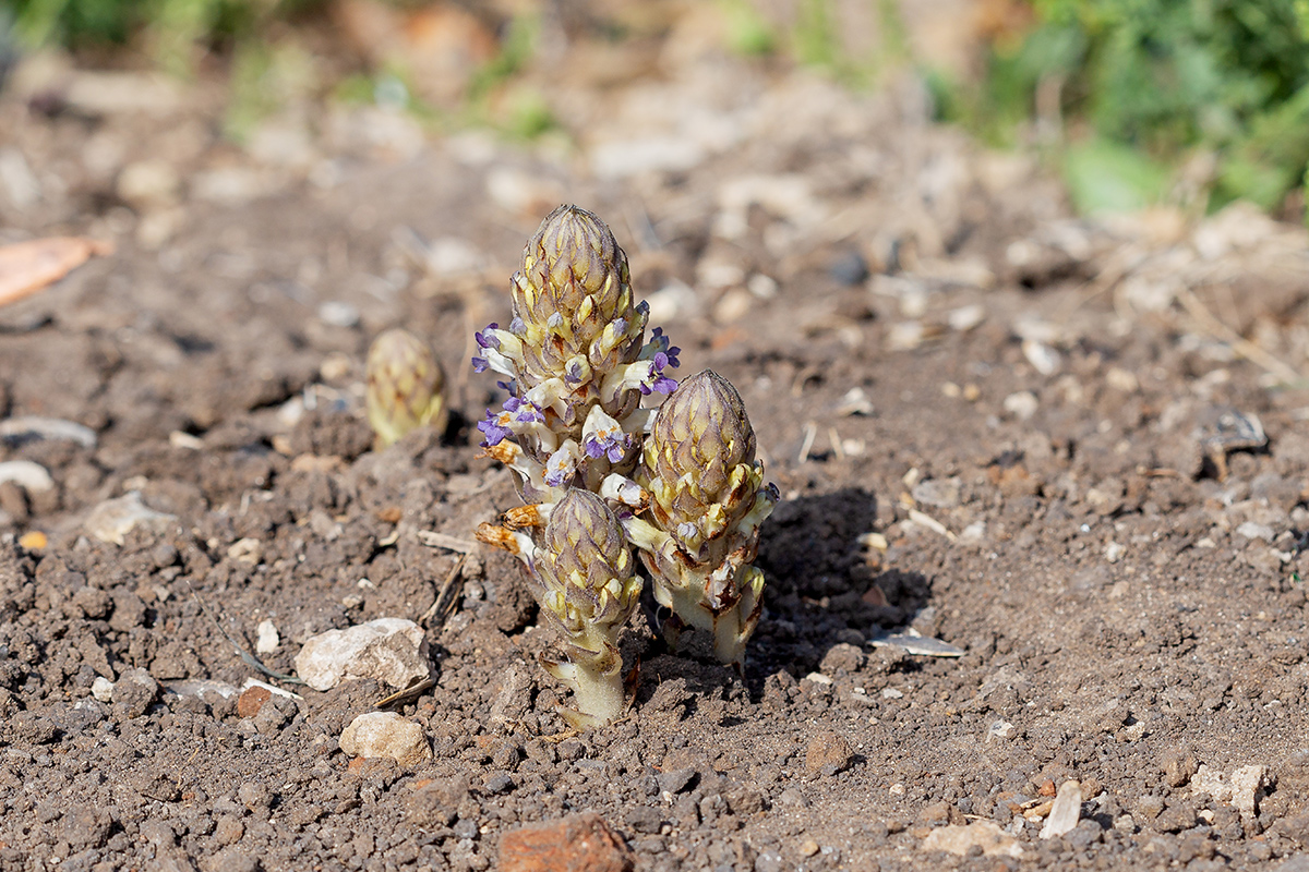 Изображение особи Orobanche cernua.