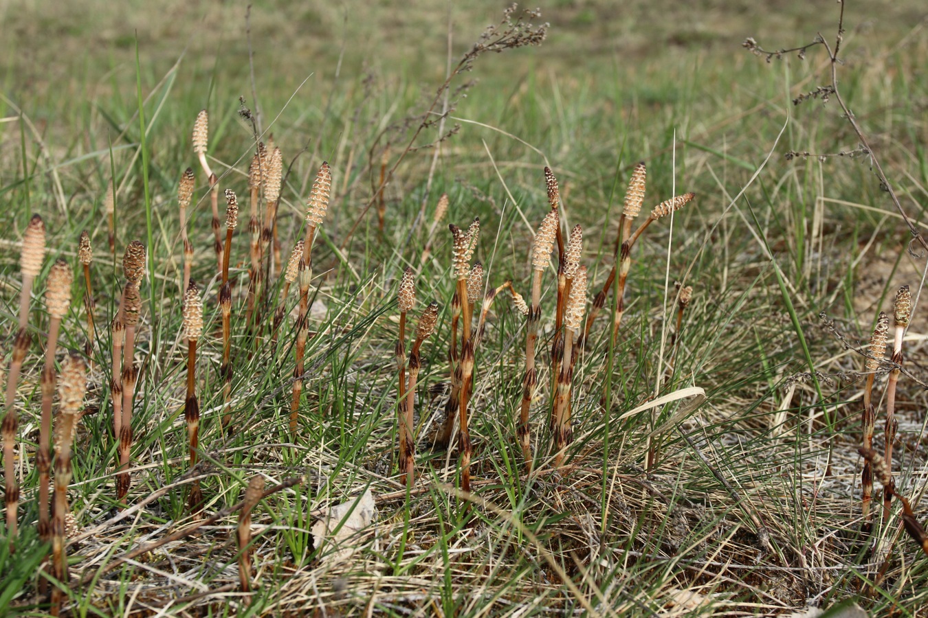 Изображение особи Equisetum arvense.