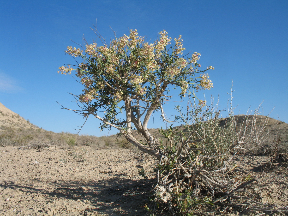 Image of Dendrostellera turkmenorum specimen.