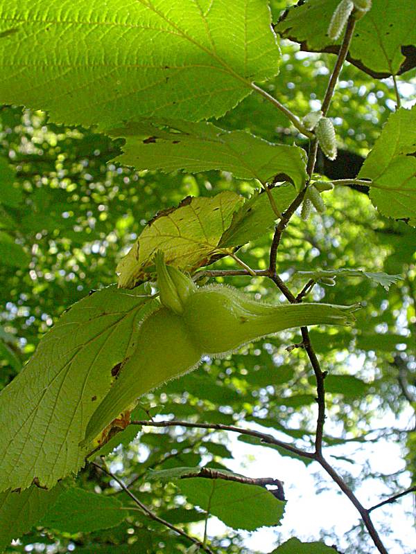 Image of Corylus mandshurica specimen.