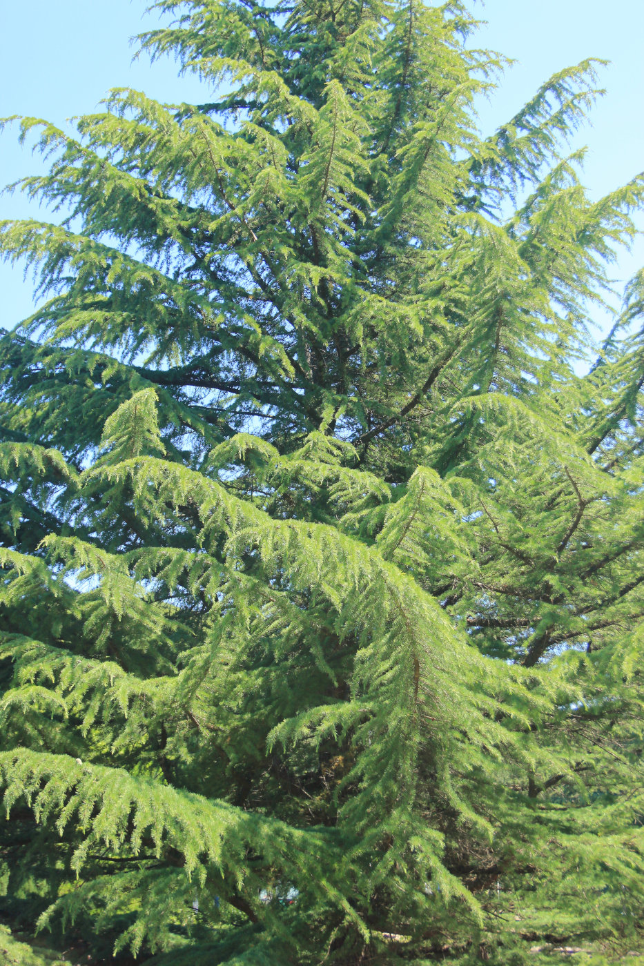 Image of Cedrus deodara specimen.