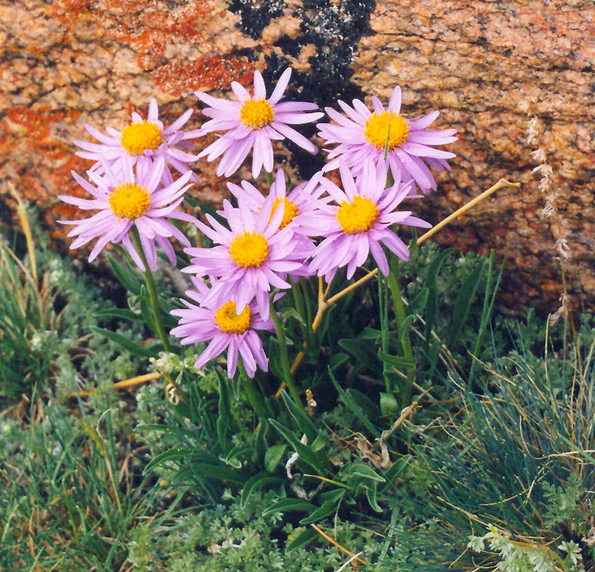 Image of Aster alpinus specimen.