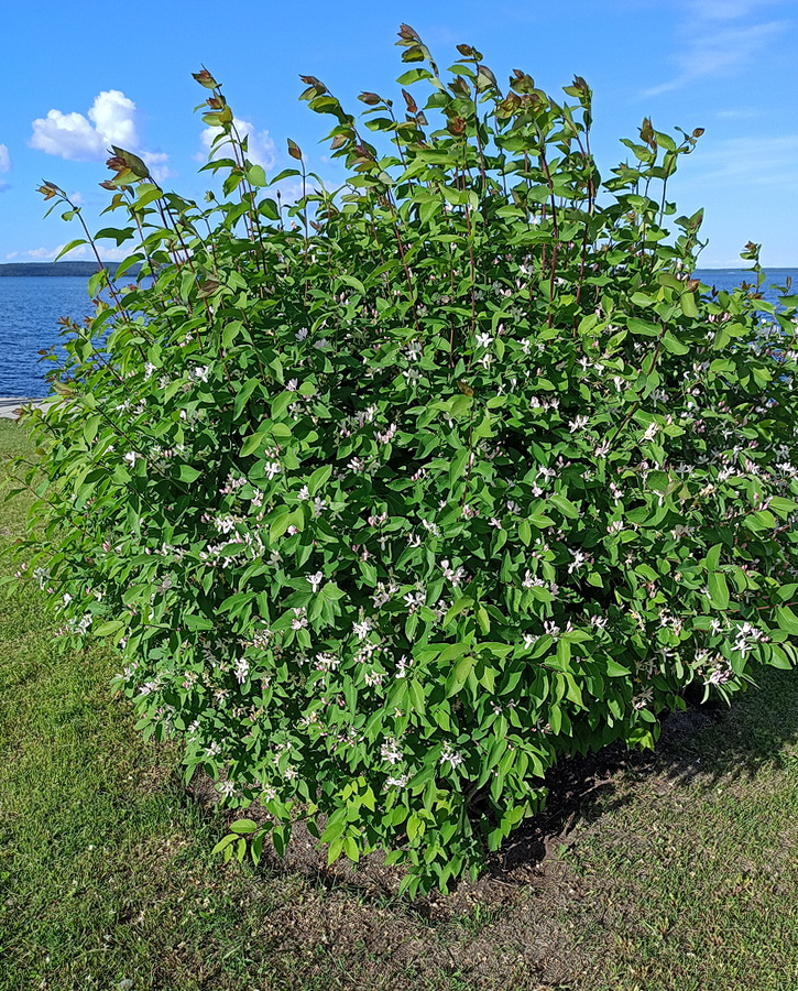 Image of Lonicera tatarica specimen.