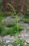 Lipandra polysperma