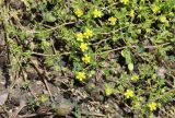 Potentilla supina