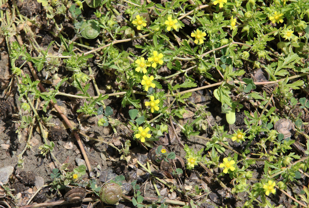 Image of Potentilla supina specimen.