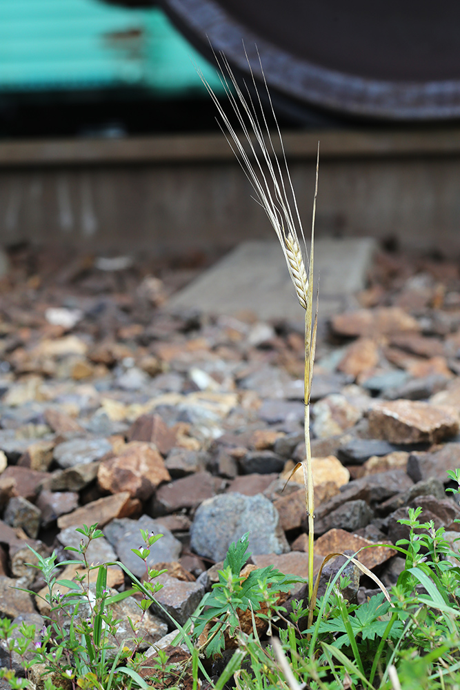 Image of Hordeum vulgare specimen.