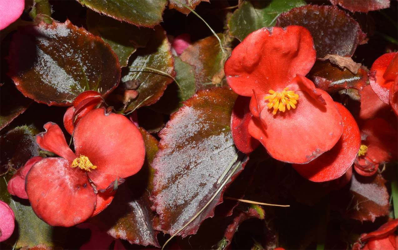 Image of Begonia cucullata specimen.