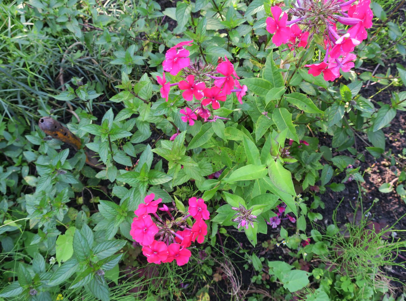 Image of Phlox paniculata specimen.