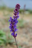 Salvia tesquicola. Соцветие. Самарская обл., Ставропольский р-н, сельское поселение Севрюкаево, окр. с. Мордово, высокий берег протоки Кольцовская Воложка, луг. 6 сентября 2023 г.