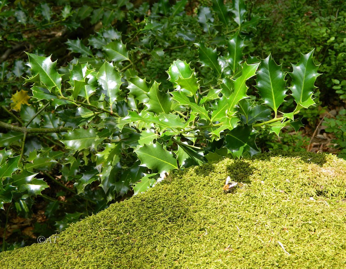 Image of Ilex aquifolium specimen.