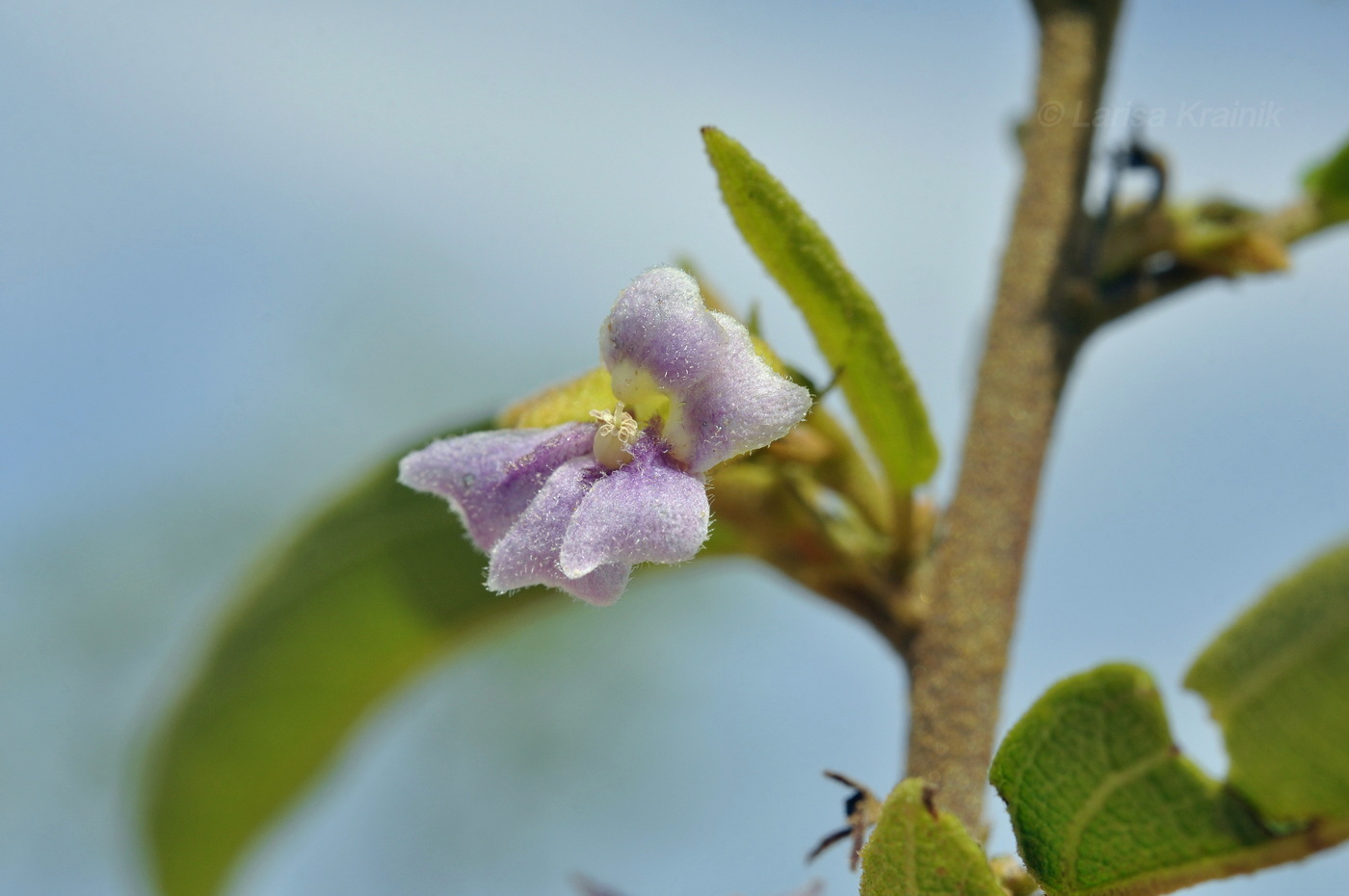 Image of Helicteres angustifolia specimen.