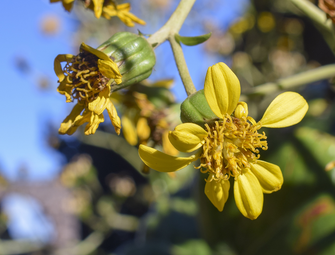 Изображение особи Farfugium japonicum.