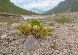 Sedum oppositifolium. Зацветающие растения. Кабардино-Балкария, Черекский р-н, долина реки Псыгансу, ≈ 2400 м н.у.м., донная морена. 30.07.2024.