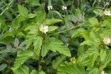 Sida acuta. Цветущие растения в сообществе с Euphorbia hirta, Tridax procumbens, Boerhavia diffusa и др. Таиланд, Бангкок, Донмыанг, сообщество на хоз. дворе гостиницы. 23.07.2024.