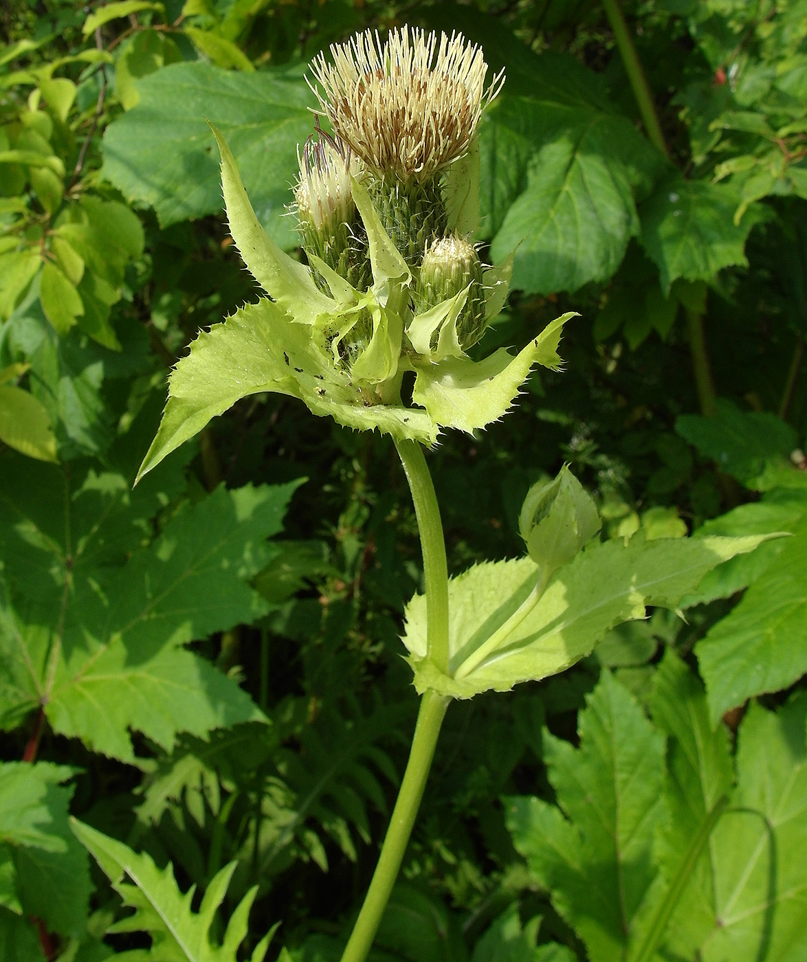 Изображение особи Cirsium oleraceum.