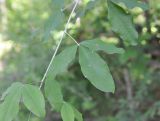 Laburnum anagyroides