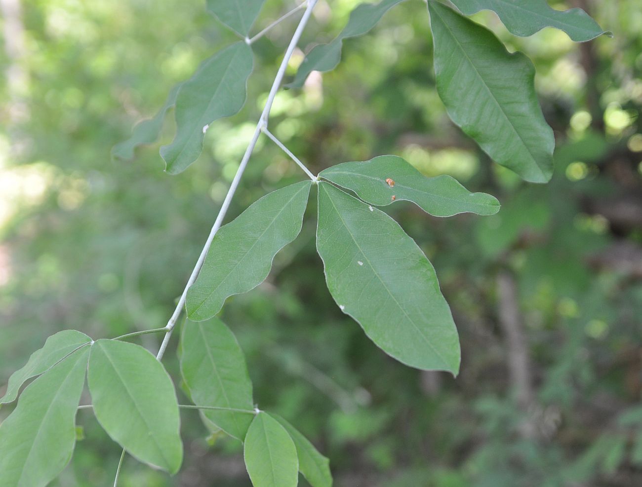 Image of Laburnum anagyroides specimen.