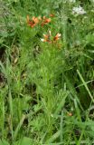 Adonis parviflora